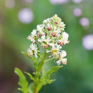 May include: A flowering plant stem featuring a cluster of small, white, star-shaped blossoms with delicate, fringed petals. The central parts of the flowers show hints of pale pink and light green, supported by a slender green stalk with serrated leaves.