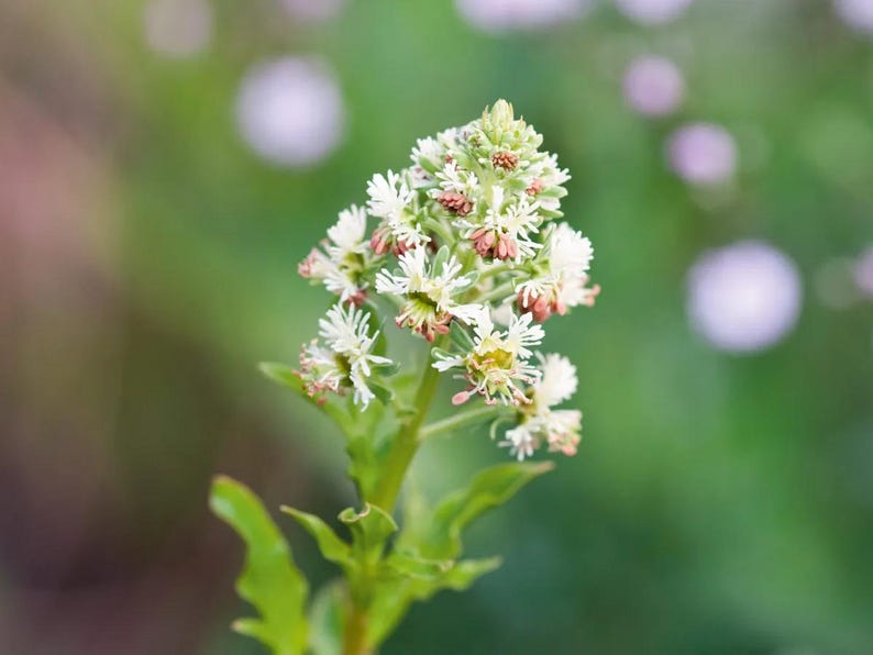 May include: A flowering plant stem featuring a cluster of small, white, star-shaped blossoms with delicate, fringed petals. The central parts of the flowers show hints of pale pink and light green, supported by a slender green stalk with serrated leaves.