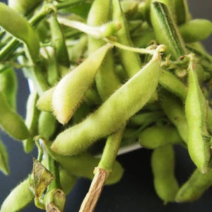 10-30 semillas de edamame, Glycine max, soja verde. imagen 7