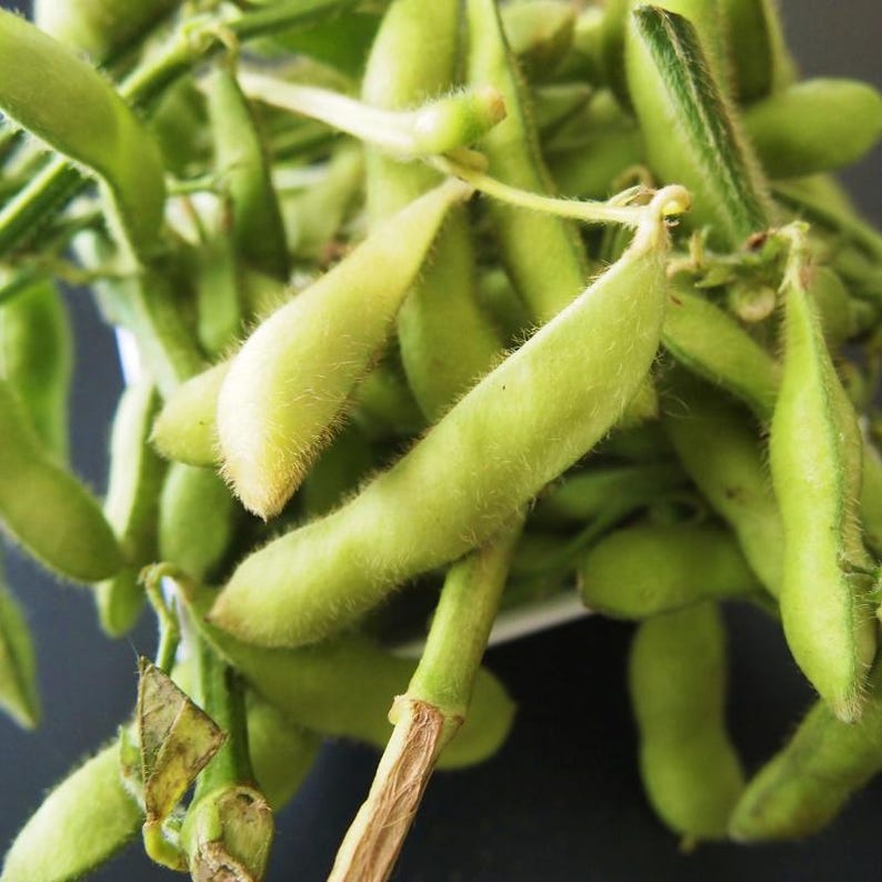 10-30 semillas de edamame, Glycine max, soja verde. imagen 7
