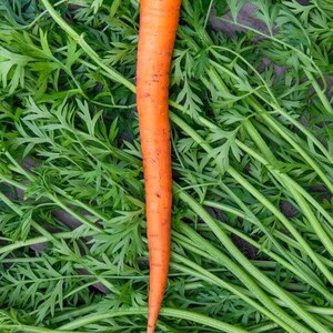 K&ouml;nnte beinhalten: Eine einzelne, leuchtend orangefarbene Karotte mit glattem, spitz zulaufendem K&ouml;rper und feinen horizontalen Wurzelmarkierungen, die vertikal auf einem dichten, ausgebreiteten Bett aus frischem, hellgr&uuml;nem Karottengr&uuml;n liegt.