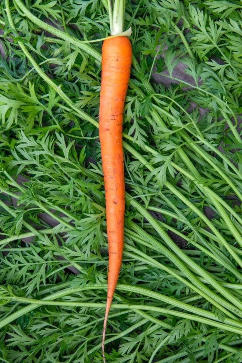 K&ouml;nnte beinhalten: Eine einzelne, leuchtend orangefarbene Karotte mit glattem, spitz zulaufendem K&ouml;rper und feinen horizontalen Wurzelmarkierungen, die vertikal auf einem dichten, ausgebreiteten Bett aus frischem, hellgr&uuml;nem Karottengr&uuml;n liegt.