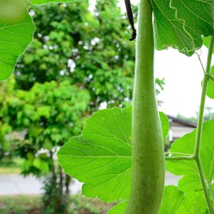 10+ Flaschenkürbis-Samen (Ramdev), Lagenaria siceraria, Kürbisse, Flaschenkürbisse und Melonen Bild 8