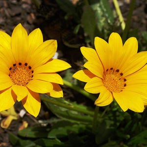 Plus de 100 graines de Gazania (Gazania rigens), marguerite africaine, fleurs aux couleurs mélangées image 3