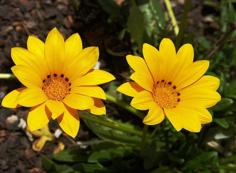 Plus de 100 graines de Gazania (Gazania rigens), marguerite africaine, fleurs aux couleurs mélangées image 3