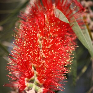 K&ouml;nnte beinhalten: Eine leuchtend rote Zylinderputzerbl&uuml;te mit zahlreichen langen, d&uuml;nnen Filamenten, die an den Spitzen kleine gelbe Pollenk&ouml;rner tragen. Die zylindrische Bl&uuml;te ist von schmalen, spitzen gr&uuml;nen Bl&auml;ttern umgeben und wirkt sehr dicht.