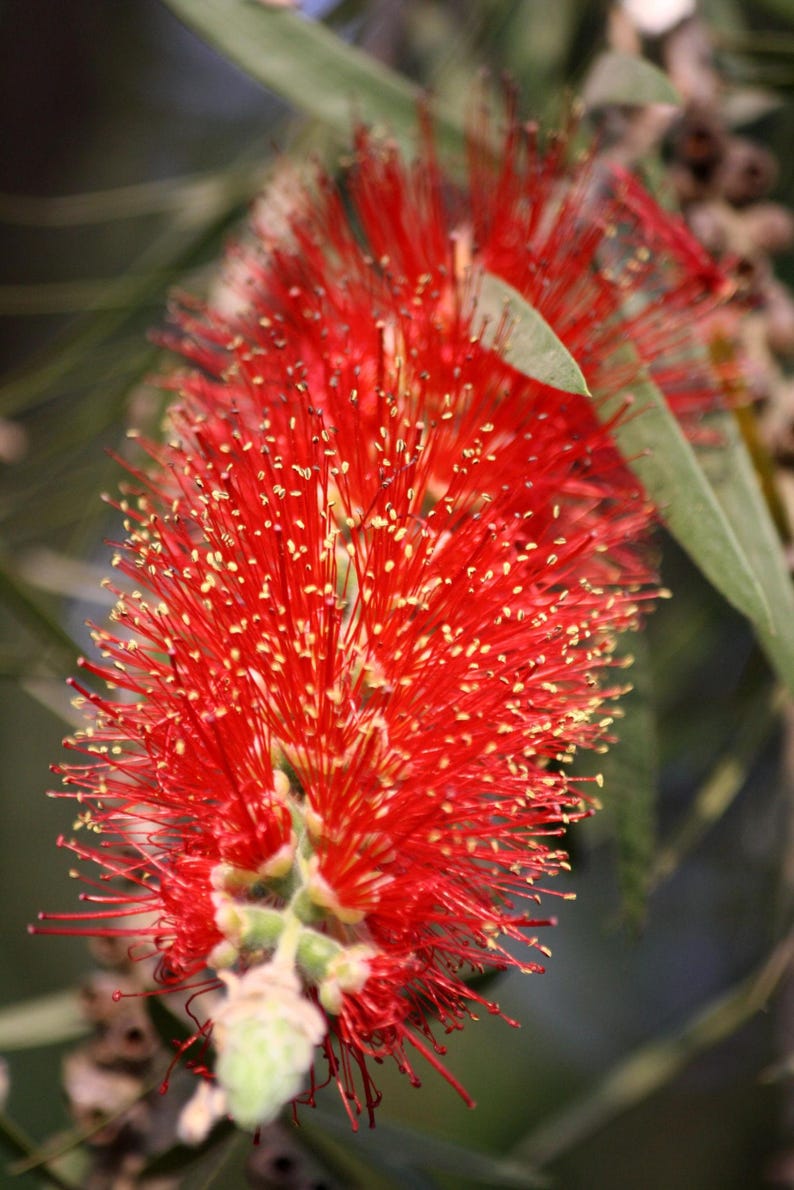 K&ouml;nnte beinhalten: Eine leuchtend rote Zylinderputzerbl&uuml;te mit zahlreichen langen, d&uuml;nnen Filamenten, die an den Spitzen kleine gelbe Pollenk&ouml;rner tragen. Die zylindrische Bl&uuml;te ist von schmalen, spitzen gr&uuml;nen Bl&auml;ttern umgeben und wirkt sehr dicht.