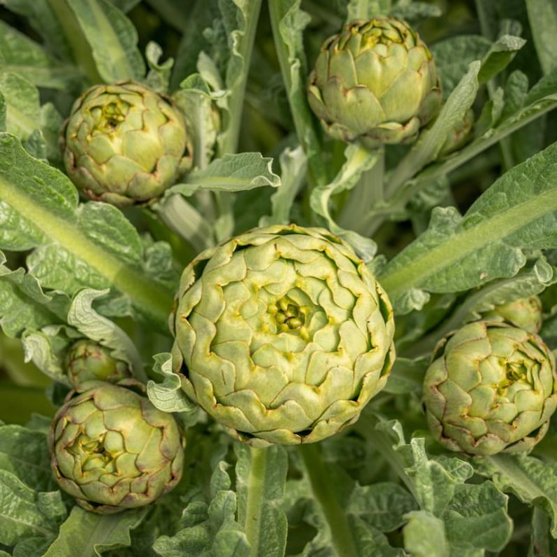 30+ Samen der Grünen Artischocke (Cynara scolymus, Grüne Artischocke, Grüne Knospen) Bild 1