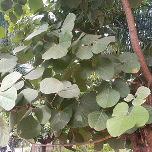10-20 Flame of the Forest Seeds, Butea Monosperma, Palash, Bastard Teak, Parrot Tree, Bengal Kino, Tropical Flowering Tree Seeds image 10
