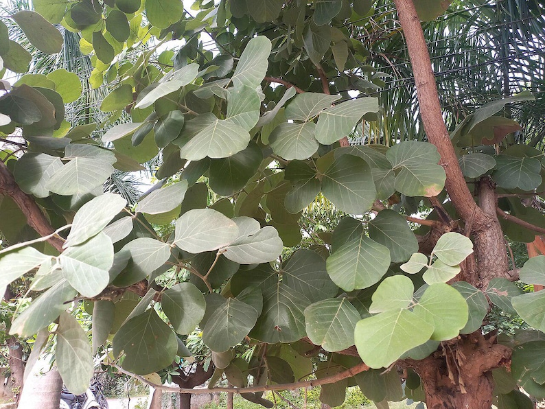 10-20 Flame of the Forest Seeds, Butea Monosperma, Palash, Bastard Teak, Parrot Tree, Bengal Kino, Tropical Flowering Tree Seeds image 10