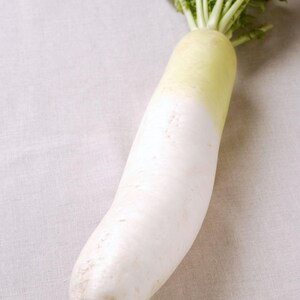Op de afbeelding: Een enkele daikon-radijs met een lange, cilindrische witte wortel die onderaan uitloopt in een dunne punt. Het bovenste gedeelte van de wortel gaat over in een lichtgroene tint, bekroond met een bosje heldergroene, bladerrijke stengels.