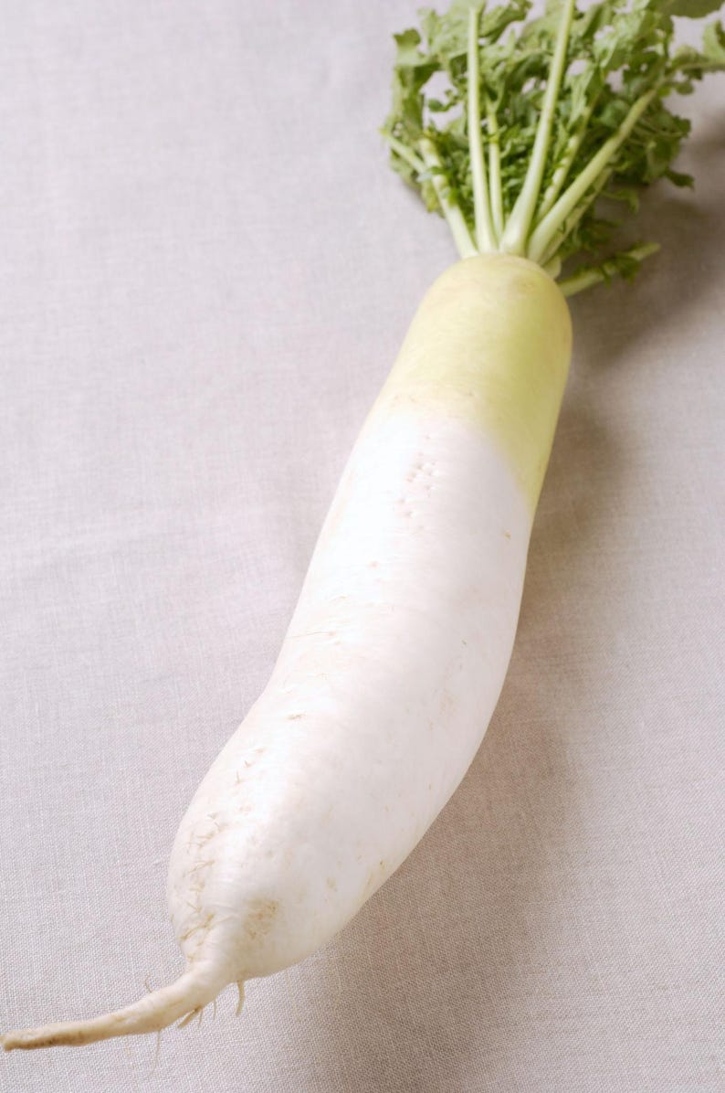 Op de afbeelding: Een enkele daikon-radijs met een lange, cilindrische witte wortel die onderaan uitloopt in een dunne punt. Het bovenste gedeelte van de wortel gaat over in een lichtgroene tint, bekroond met een bosje heldergroene, bladerrijke stengels.