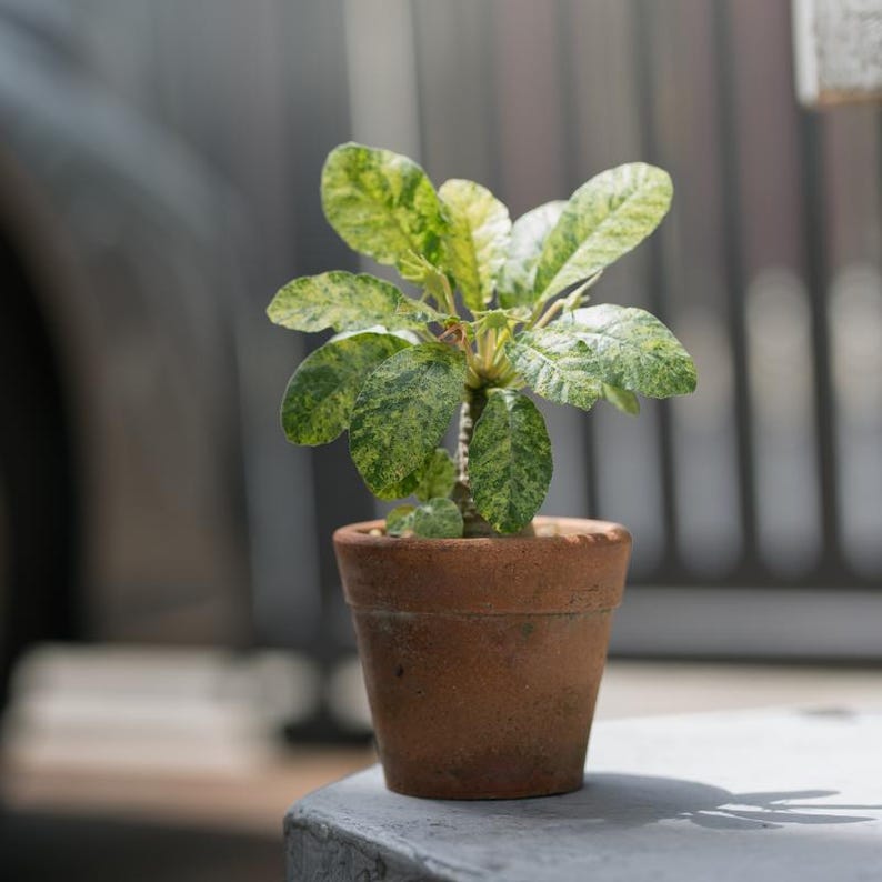 Más de 20 semillas de Dorstenia Foetida, planta de caudex rara, suculenta de madera apestosa, semillas de plantas exóticas de colección. imagen 3