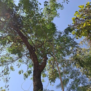 30-60 Svarta Sirisfrön, Albizia Odoratissima, Doftande Albizia, Svart Siristräd, Tropiska Trädfrön bild 6