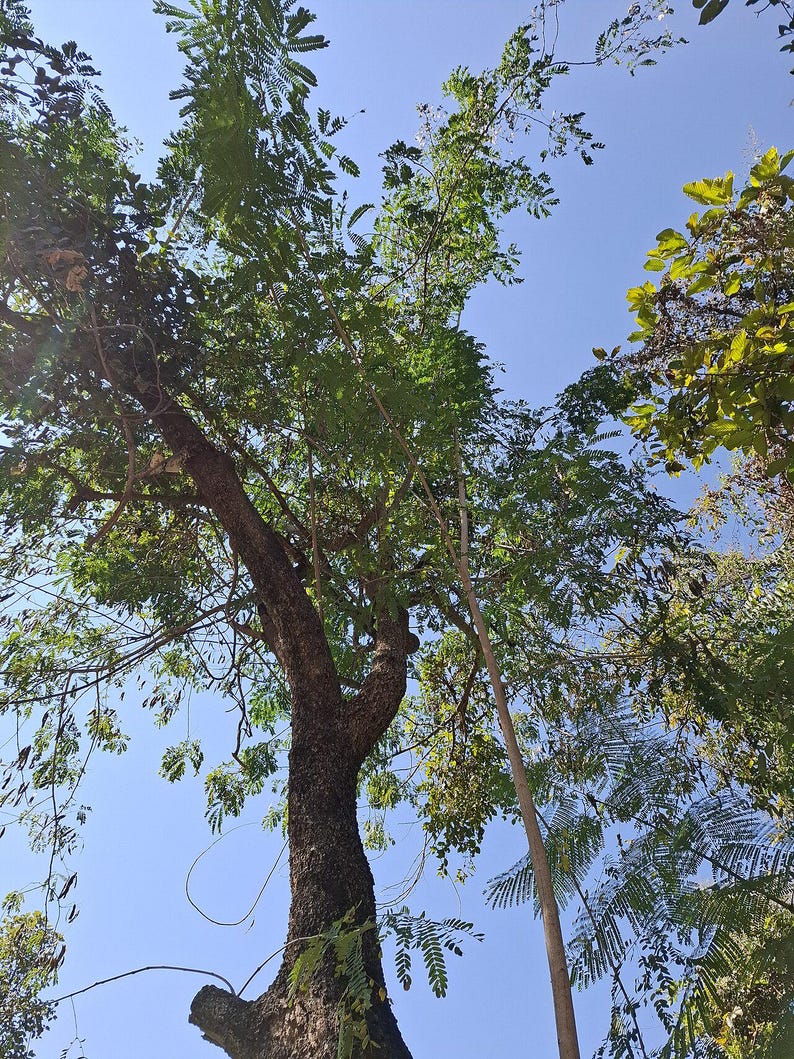 30-60 Svarta Sirisfrön, Albizia Odoratissima, Doftande Albizia, Svart Siristräd, Tropiska Trädfrön bild 6