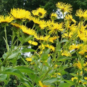 200+ nasion omanu wielkiego, Inula helenium, wysoka żółta roślina polna zdjęcie 7