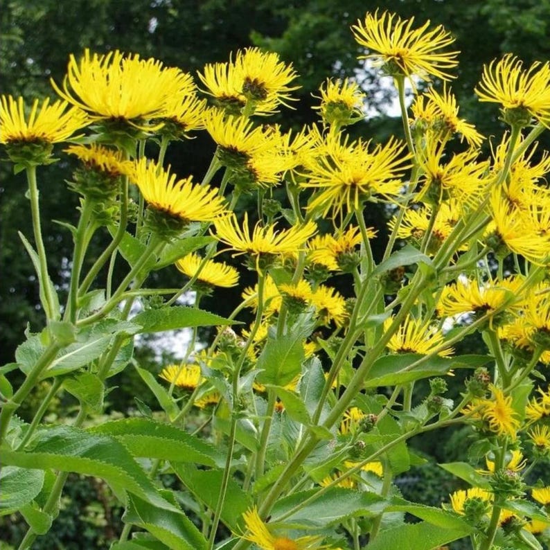 200+ nasion omanu wielkiego, Inula helenium, wysoka żółta roślina polna zdjęcie 7