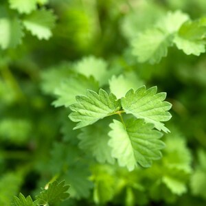 Über 100 Anissamen (Pimpinella anisum), Aniskraut, süßes Lakritzgewürz Bild 3