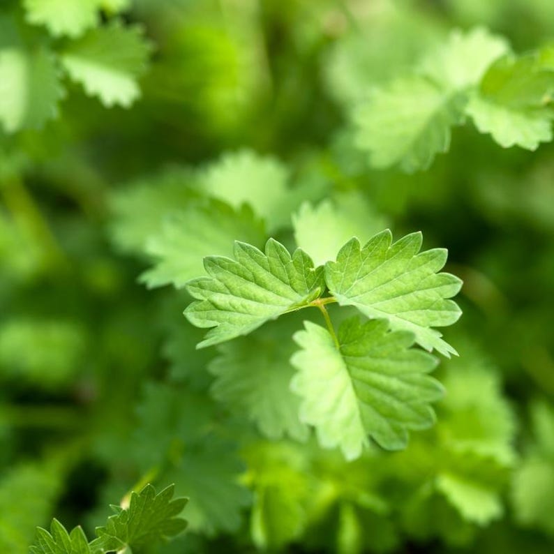 Über 100 Anissamen (Pimpinella anisum), Aniskraut, süßes Lakritzgewürz Bild 3