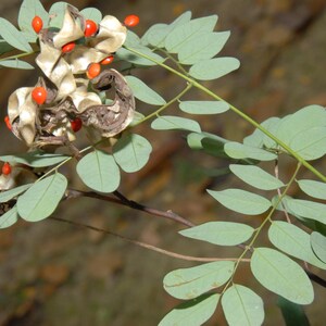 Puede incluir: Una rama con hojas pinnadas de color verde claro y vainas de semillas retorcidas de color tostado que se han abierto para revelar peque&ntilde;as semillas redondas de color rojo brillante. La estructura de la planta tiene tallos marrones.