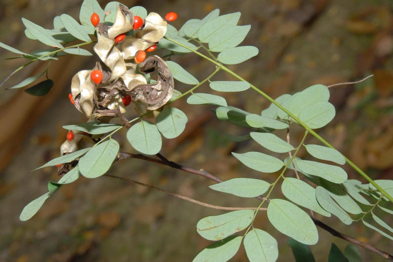 Puede incluir: Una rama con hojas pinnadas de color verde claro y vainas de semillas retorcidas de color tostado que se han abierto para revelar peque&ntilde;as semillas redondas de color rojo brillante. La estructura de la planta tiene tallos marrones.
