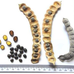 K&ouml;nnte beinhalten: Zwei offene beige Samenkapseln mit dunklen Samen, eine geschlossene graue Samenkapsel und eine Ansammlung loser dunkler und gelber Samen &uuml;ber einem Lineal mit Zentimeterangaben, wobei die Kapseln eine L&auml;nge von etwa 6,5 cm erreichen.