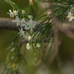 May include: A cluster of small white flowers with six petals and dark red centres, growing on a thin green stem with needle-like foliage. The plant features several unopened pale green buds and delicate, slender leaves branching from the main stalk.
