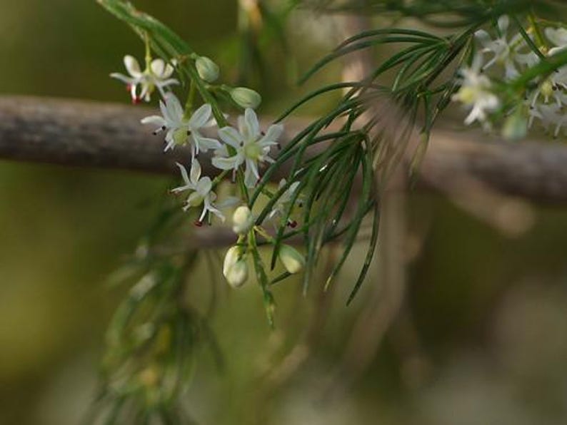 May include: A cluster of small white flowers with six petals and dark red centres, growing on a thin green stem with needle-like foliage. The plant features several unopened pale green buds and delicate, slender leaves branching from the main stalk.