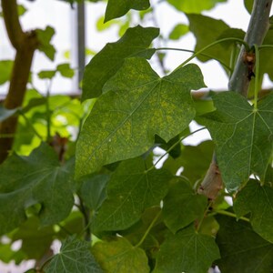5+ Jatropha-Samen, Jatropha curcas, Heilpflanze, Zierpflanze Bild 8