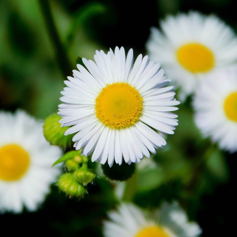 15+ Panicled Aster Seeds, Symphyotrichum lanceolatum, Lance-Leaved Wildflower image 4