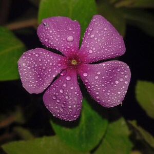 50-100 semi di pervinca del Madagascar, Catharanthus Roseus, semi di vinca rosa, semi di pianta ornamentale da giardino tropicale immagine 5