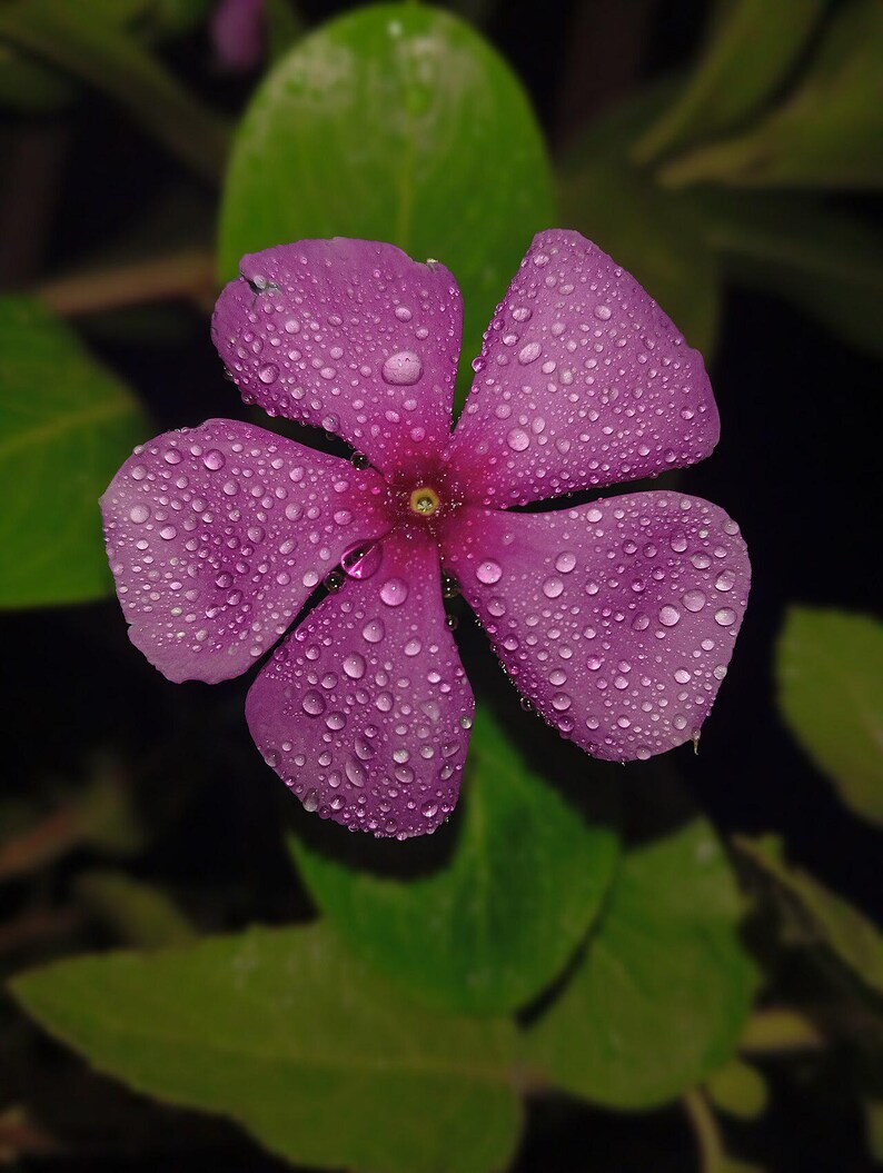 50-100 semi di pervinca del Madagascar, Catharanthus Roseus, semi di vinca rosa, semi di pianta ornamentale da giardino tropicale immagine 5