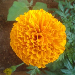 100+ Orange African Marigold Seeds, Tagetes Erecta, Giant Marigold, Large Orange Flowers, Summer Garden image 6
