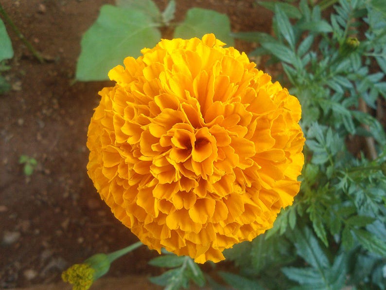 100+ Orange African Marigold Seeds, Tagetes Erecta, Giant Marigold, Large Orange Flowers, Summer Garden image 6