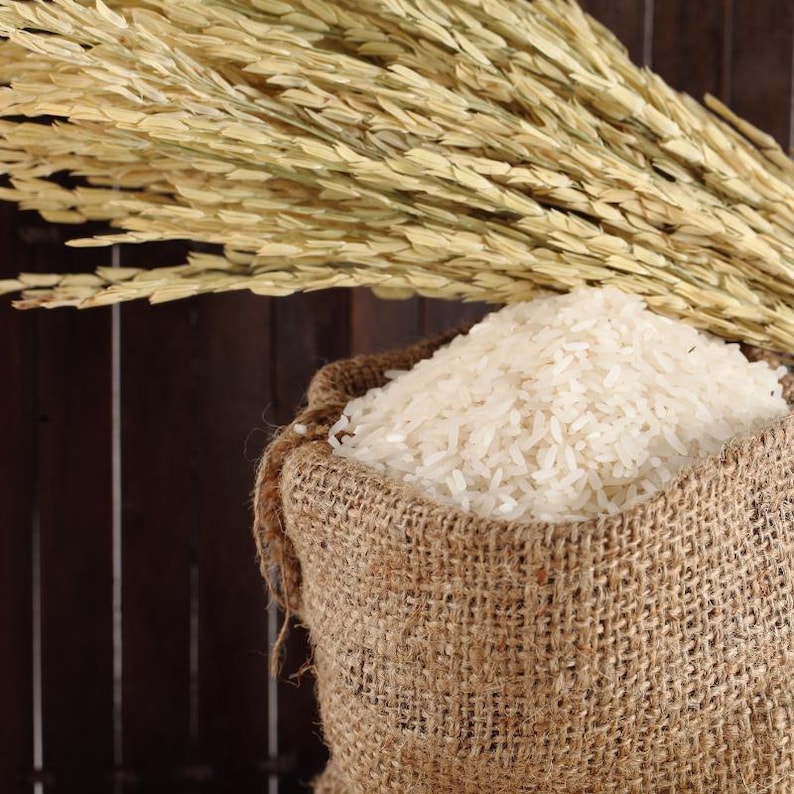 Oltre 300 semi di riso Basmati, Oryza sativa, riso Basmati indiano, riso aromatico immagine 5