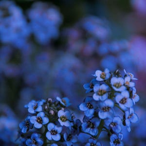Pode incluir: Um grupo de pequenas flores azuis de quatro p&eacute;talas com centros claros. As flores est&atilde;o dispostas em cabe&ccedil;as densas e arredondadas em caules verdes finos. O foco &eacute; n&iacute;tido nas flores em primeiro plano, enquanto o fundo permanece suave e desfocado.