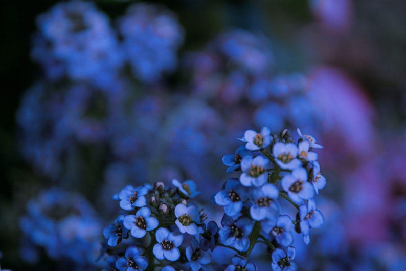 Pode incluir: Um grupo de pequenas flores azuis de quatro p&eacute;talas com centros claros. As flores est&atilde;o dispostas em cabe&ccedil;as densas e arredondadas em caules verdes finos. O foco &eacute; n&iacute;tido nas flores em primeiro plano, enquanto o fundo permanece suave e desfocado.