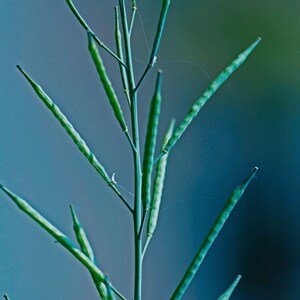 Puede incluir: Un tallo de planta verde y delgado que presenta m&uacute;ltiples vainas de semillas alargadas y puntiagudas que se extienden hacia afuera. La planta muestra una estructura vertical con ramas finas y algunos restos peque&ntilde;os de p&eacute;talos secos.