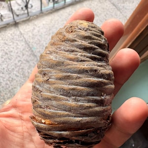 One Cedrus deodara Cone, Himalayan Cedar Botanical Craft Supply image 1