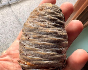 One Cedrus deodara Cone, Himalayan Cedar Botanical Craft Supply