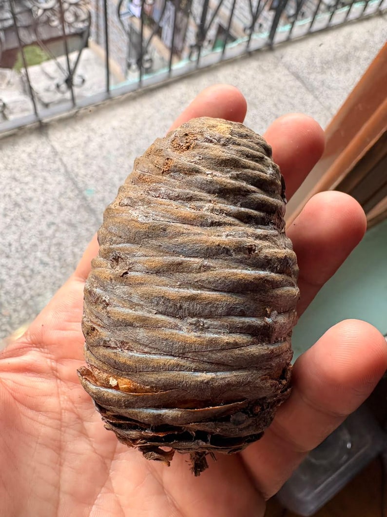 One Cedrus deodara Cone, Himalayan Cedar Botanical Craft Supply image 1