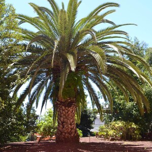 10+ Phoenix Canariensis Frön, Kanarieöarnas Dadelpalm, Kanariepalmfrön, Prydnadspalm bild 7
