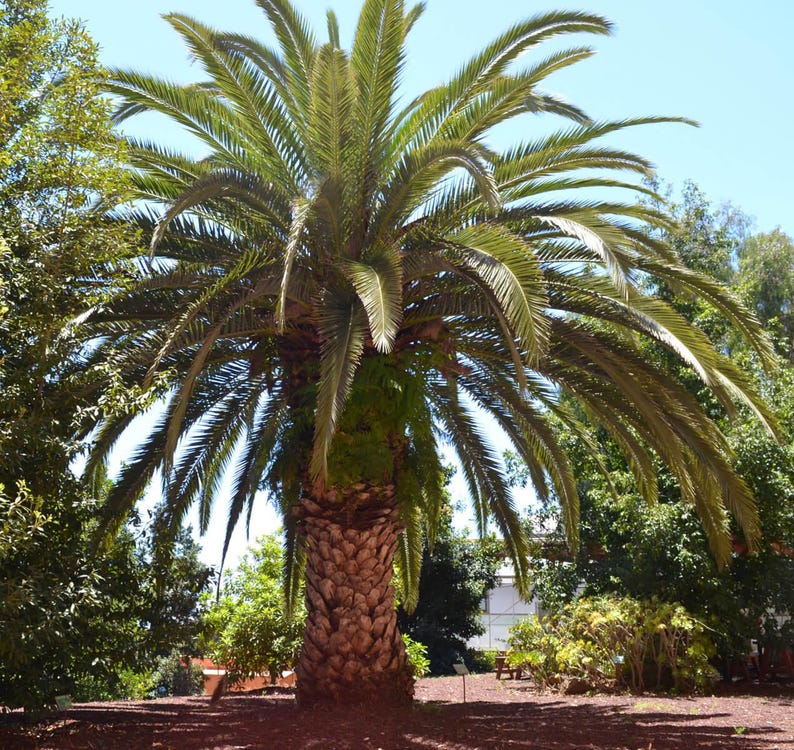 10+ Phoenix Canariensis Frön, Kanarieöarnas Dadelpalm, Kanariepalmfrön, Prydnadspalm bild 7