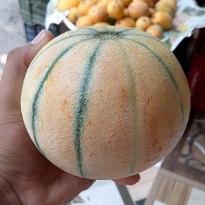 Puede incluir: Un mel&oacute;n cantalupo redondo con una corteza texturizada de color bronceado claro que presenta distintas rayas verticales de color verde oscuro que van desde el tallo hasta la base. La superficie tiene un aspecto reticulado y rugoso.