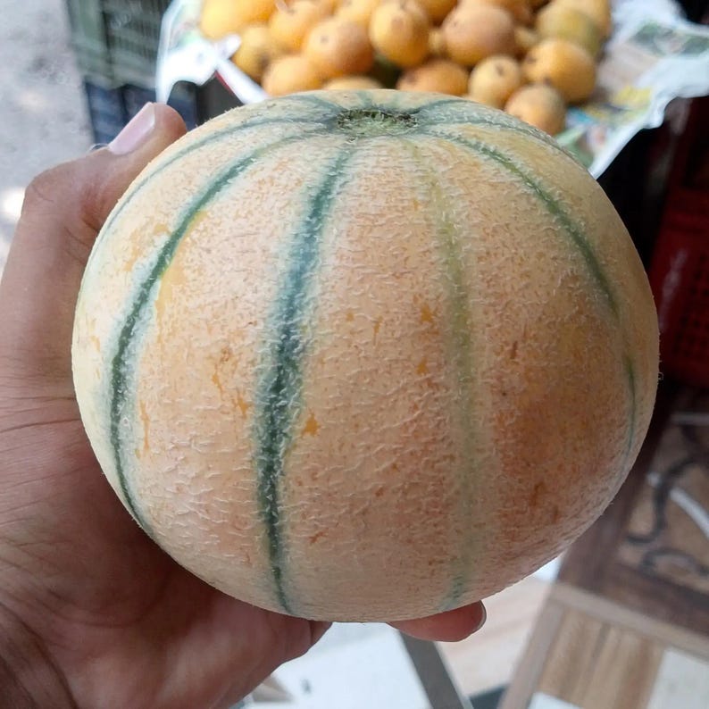 Puede incluir: Un mel&oacute;n cantalupo redondo con una corteza texturizada de color bronceado claro que presenta distintas rayas verticales de color verde oscuro que van desde el tallo hasta la base. La superficie tiene un aspecto reticulado y rugoso.