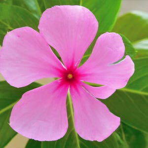 Pu&ograve; includere: Un singolo fiore a cinque petali con petali rosa chiaro che sfumano verso un centro magenta intenso. Il fiore &egrave; circondato da diverse foglie verdi larghe, lisce e di forma ovale che creano un contrasto vivace con la fioritura rosa.