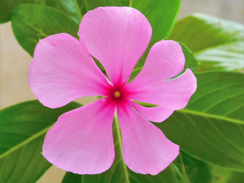 Pu&ograve; includere: Un singolo fiore a cinque petali con petali rosa chiaro che sfumano verso un centro magenta intenso. Il fiore &egrave; circondato da diverse foglie verdi larghe, lisce e di forma ovale che creano un contrasto vivace con la fioritura rosa.