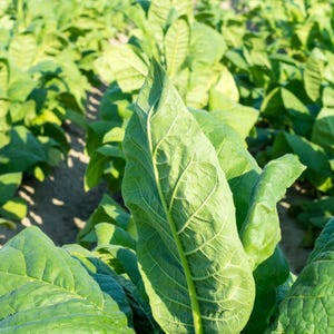 50-300 semillas de tabaco Virginia Gold Poland, Nicotiana tabacum imagen 7