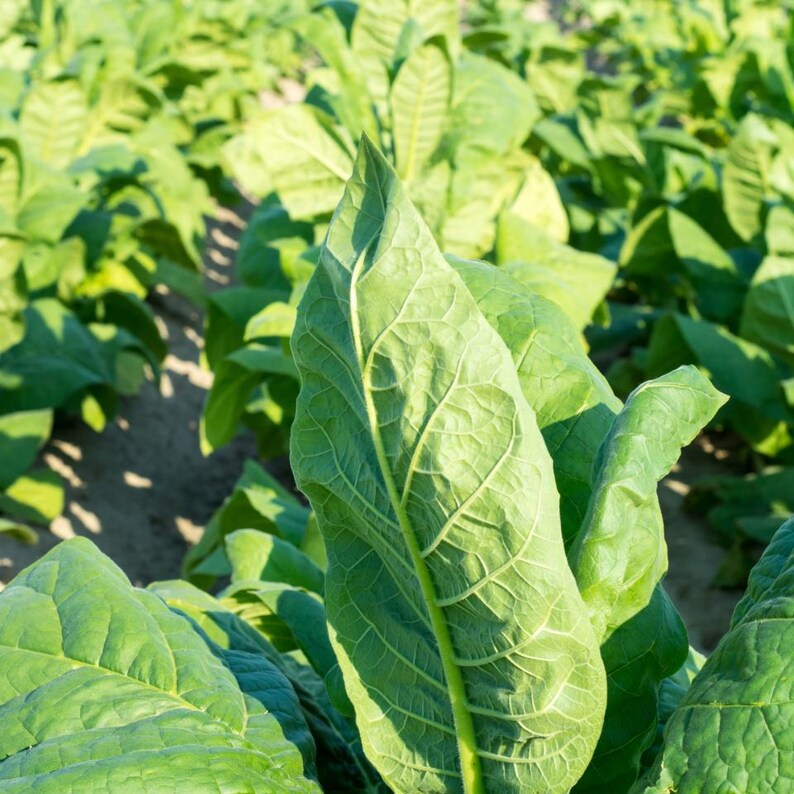 50-300 semillas de tabaco Virginia Gold Poland, Nicotiana tabacum imagen 7