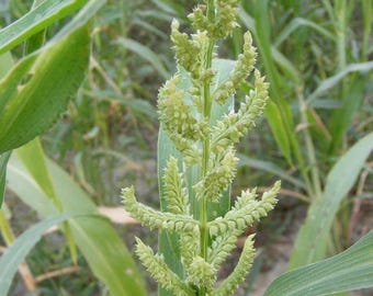 100-500 semillas de mijo de corral, Echinochloa frumentacea, mijo Sanwa, mijo indio